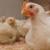 کشف ۱۰ تن مرغ زنده قاچاق در مرزهای میانی سیستان و بلوچستان