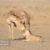 تولد خارج از فصل زایش ۲ کره گور ایرانی در پارک ملی کویر