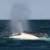 لاشه یک نهنگ در آب‌های جزیره کیش پیدا شد/نمونه‌برداری از لاشه در حال انجام است
