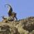 تصاویری از گله های بز وحشی در ارتفاعات سوادکوه