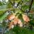 تولید میوه مصنوعی درخت افرا/ عکس
