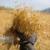 همت بلندکشاورزان سراوان با کشت ۷۰۰ هکتار گندم در دیمزارهای منطقه