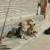 شرایط جمع‌آوری سگ‌های ولگرد در یاسوج باید فراهم شود
