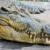 بزرگترین تمساح زنده دنیا که تا ۸ متر قد می‌کشد!/ فیلم