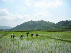 صف های تحویل برنج پر محصول در مراکز شرکت غله مازندران طولانی شد.