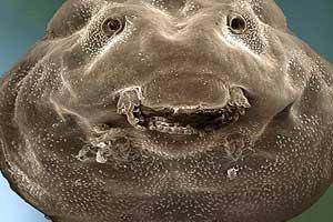 تصویر ‌لبخند ‌بچه قورباغه مقابل دوربین میکروسکوپ!