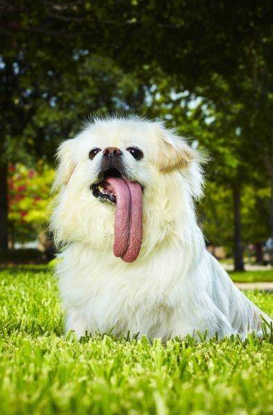 زبان دراز ترین سگ دنیا را ببینید!