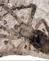 بزرگ‌ترین عنکبوت فسیل شده جهان کشف شد+عکس