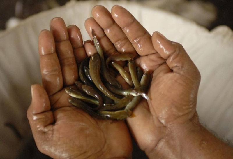 نسخه هندی برای درمان آسم: ماهی زنده ببلعید!