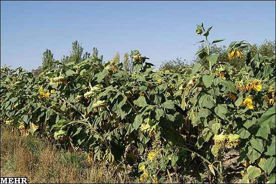 تصاویر: برداشت آفتاب گردان در سلماس