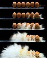 شلیک به تخم‌مرغ با 6200 فریم در ثانیه‌/ عکس