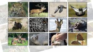 خطر انقراض ۵۰ گونه جانوری در استان مرکزی