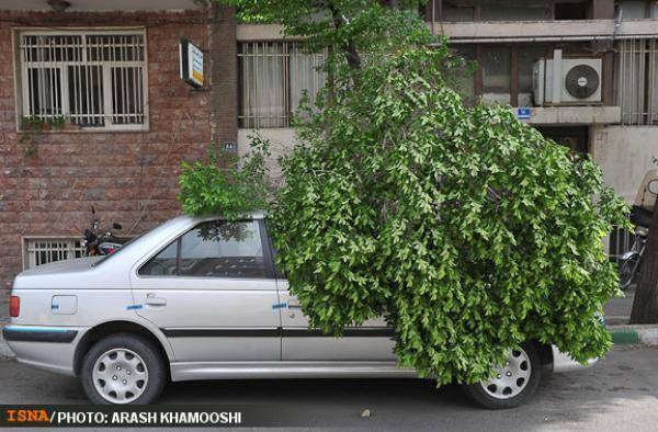 عکس / شکسته شدن درختان در اثر وزش باد شدید در تهران 