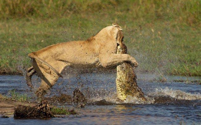 عکس/شکار یک شیر توسط کروکودیل