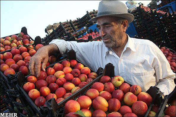 رونق خرید میوه در آستانه عید فطر/ بازرسی‌ها تعطیل می‌شود؟