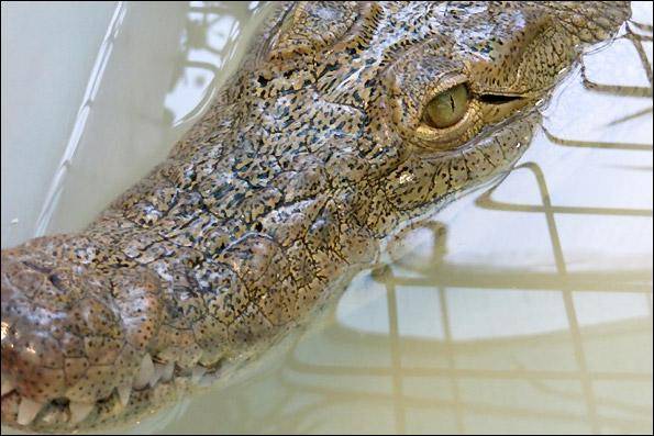 کشف کروکودیل و عقاب در شمال تهران (+عکس)