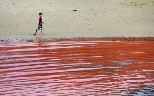 ساحل سیدنی به خون نشست / تصاویر
