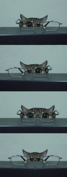 گربه عینكی /عكس