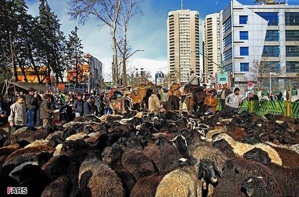 عکس/ گله گوسفند در میدان ونک