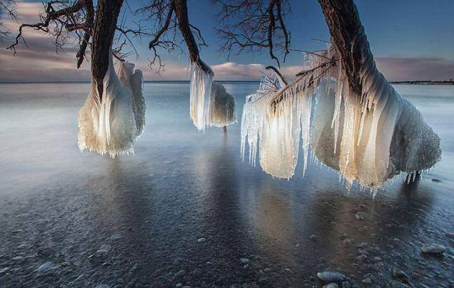 عکس/ یخ زدن جالب یک درخت