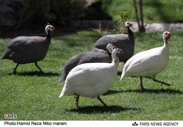 باغ پرندگان اصفهان