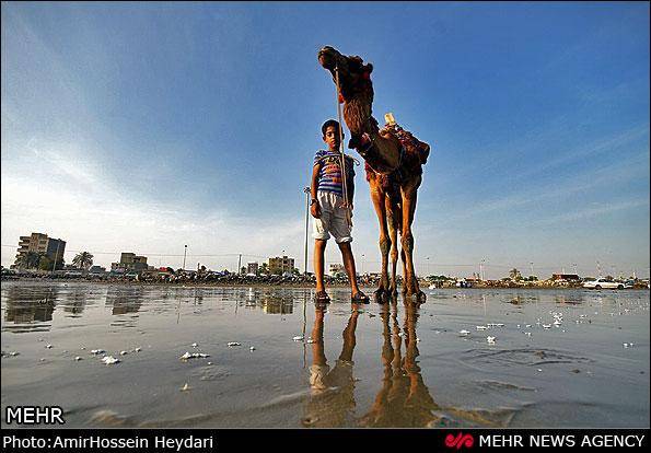 شترسواری در سواحل خلیج فارس/تصاویر