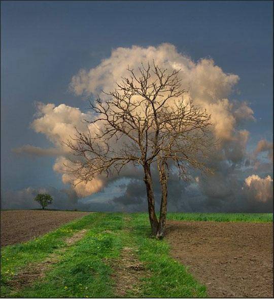 درخت ابر!/عکس