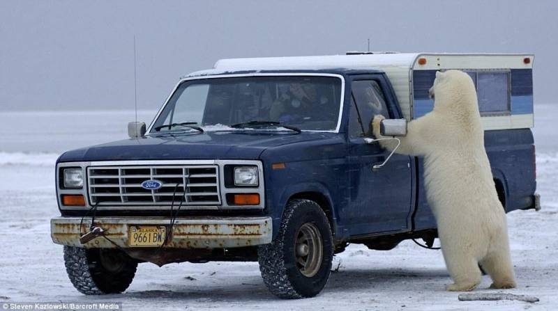 علاقه خرس قطبی به خودروی فورد/تصاویر