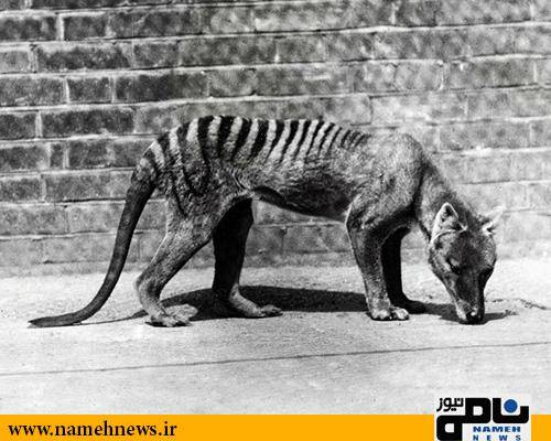 آخرین تصویر از ببر تاسمانی