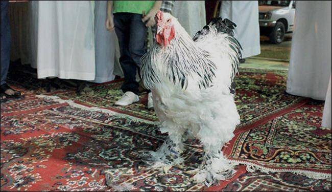 مرغی که 15 میلیون فروخته شد!/عکس