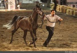 12:29 - جشنواره اسب های زیبا و اصیل ایرانی