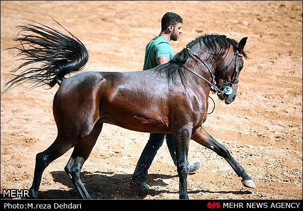 تصاویر / جشنواره اسب های زیبا و اصیل ایرانی