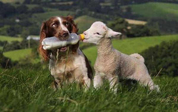 مهر مادری!؟/عکس