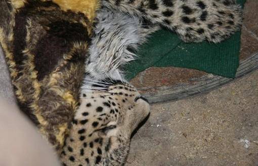 روزگار ناخوش گونه نادر و در خطر انقراض ایرانی ادامه دارد
