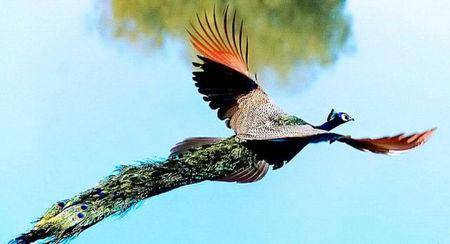 پرواز زیبای طاووس/تصاویر