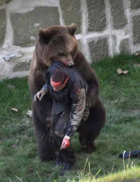 حمله خرس به انسان (عکس 16+)