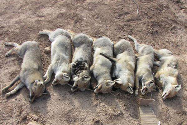 کشتار بی رحمانه هفت روباه در اصفهان