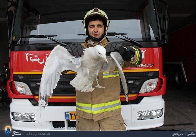 حمله مرغ ماهی‌خوار به تهرانی‌ها/عکس