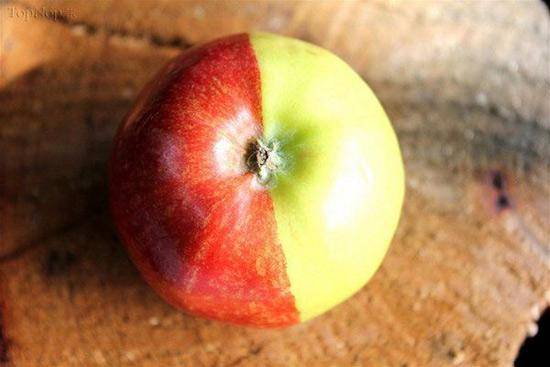سیب 2 رنگ /عکس