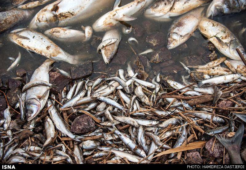مرگ دو میلیون ماهی در سد فشافویه/از عاملان حادثه شکایت کرده‌ایم