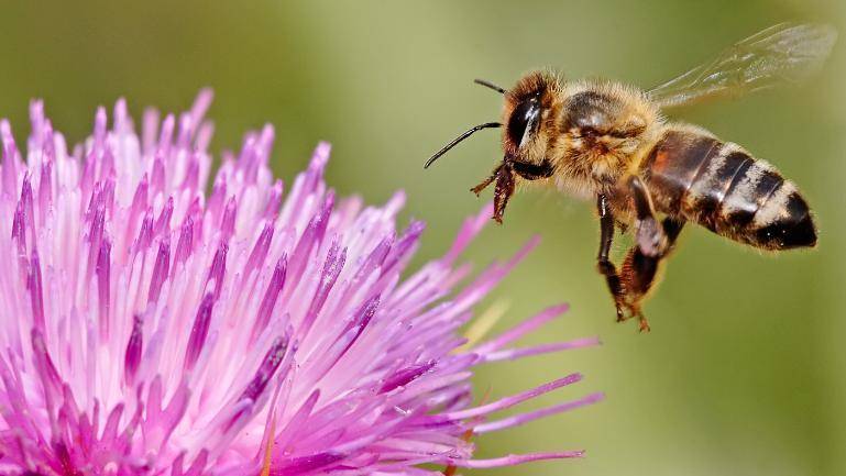 سونامی مرگ زنبورهای عسل ایران با داروهای قاچاق/ همیشه پای یک &laquo;چین&raquo; در میان است