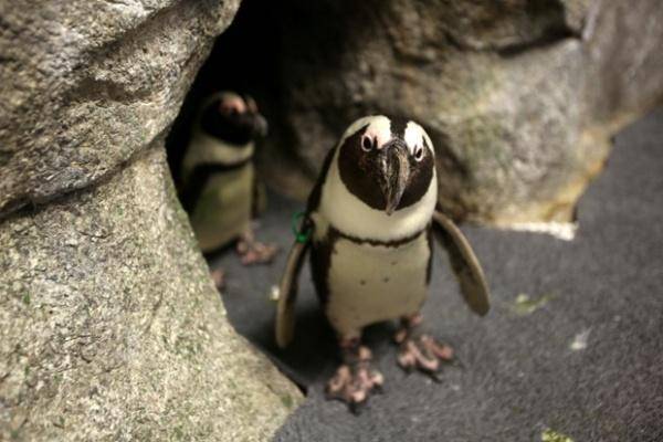 پنگوئن های خاص درنمایشگاه/عکس