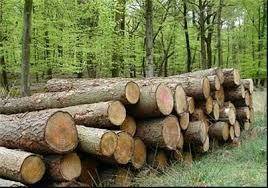 19:44 - صادرات انواع چوب ممنوع شد