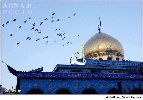 کبوترهای حرم حضرت زینب(س)/تصاویر