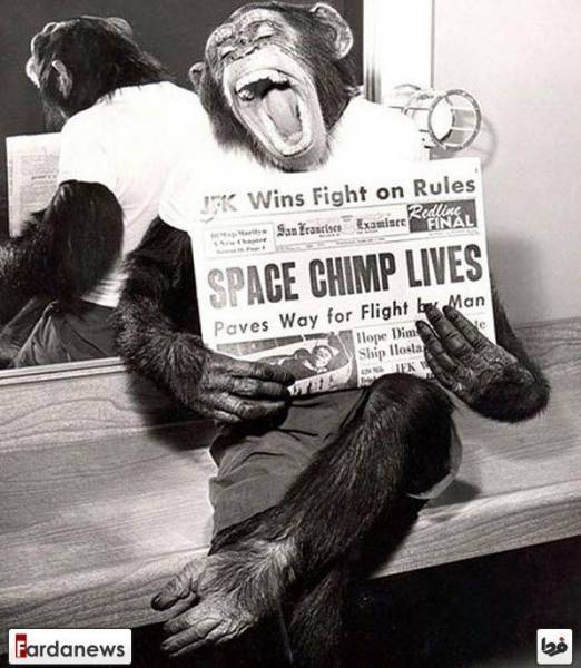 فیگورشامپانزه پس ازماموریت فضایی/عکس