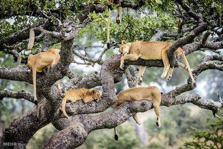 عکس: یک درخت پُر از شیر