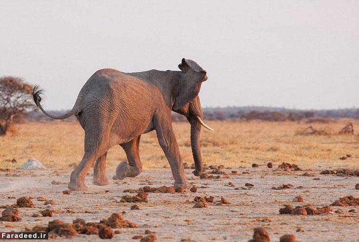 فرار سلطان از ترس فیل+عکس