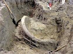 کشف بقایای جانور عظیم‌الجثه باستانی نادر در اردبیل