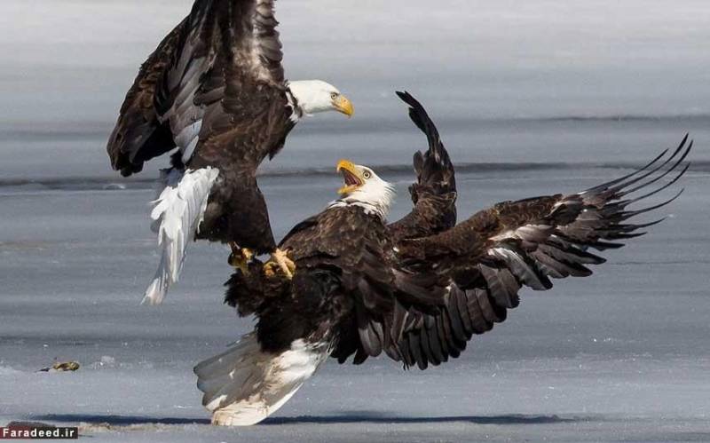 عکس: جدال دیدنی عقاب‌های گرسنه