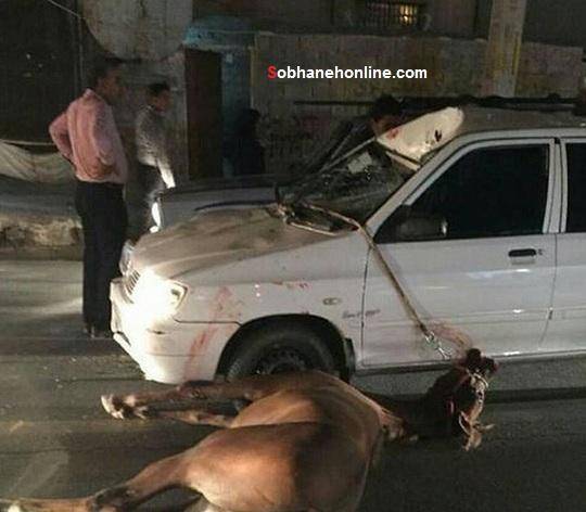 عکس: تصادف پراید با اسب